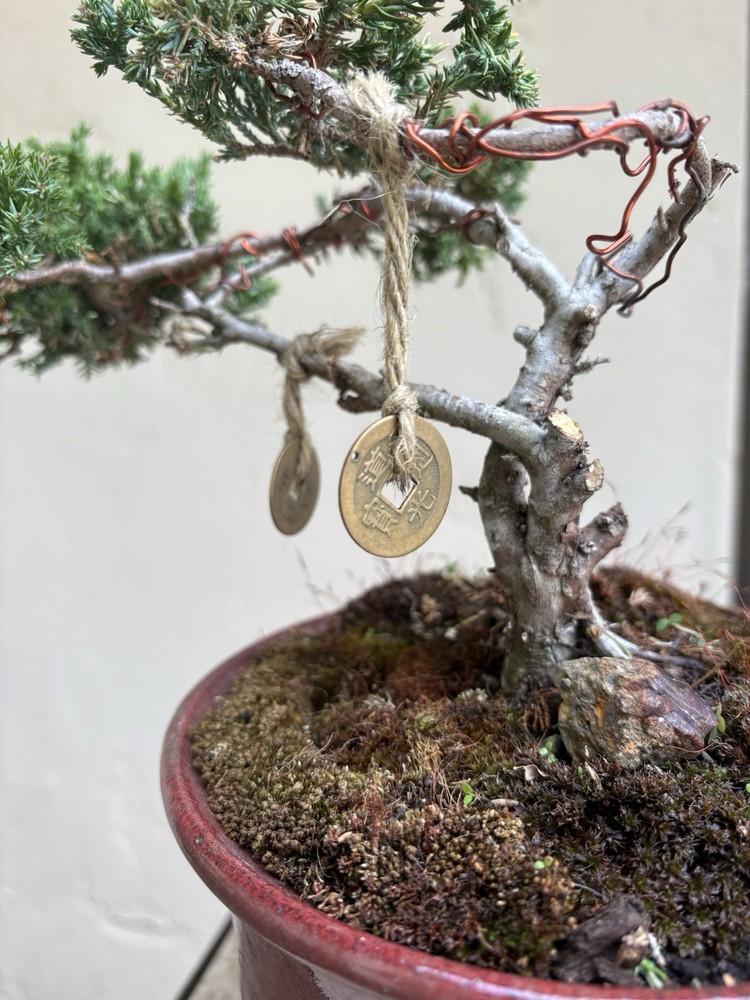 Japanese Dwarf Juniper Bonsai  10inch 3 Years OldBonsai Tree Juniper