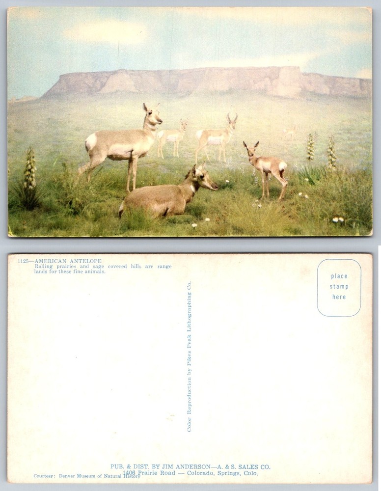 American Antelope Pronghorn Prairie Colorado Vintage Postcard Pikes Peak Litho
