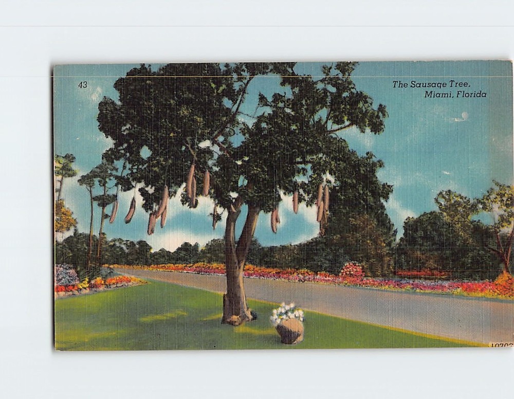 Postcard The Sausage Tree Miami Florida USA