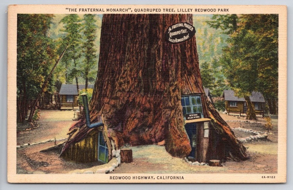 Quadruped Tree Fraternal Monarch Lilley Redwood Park CA Postcard 1940