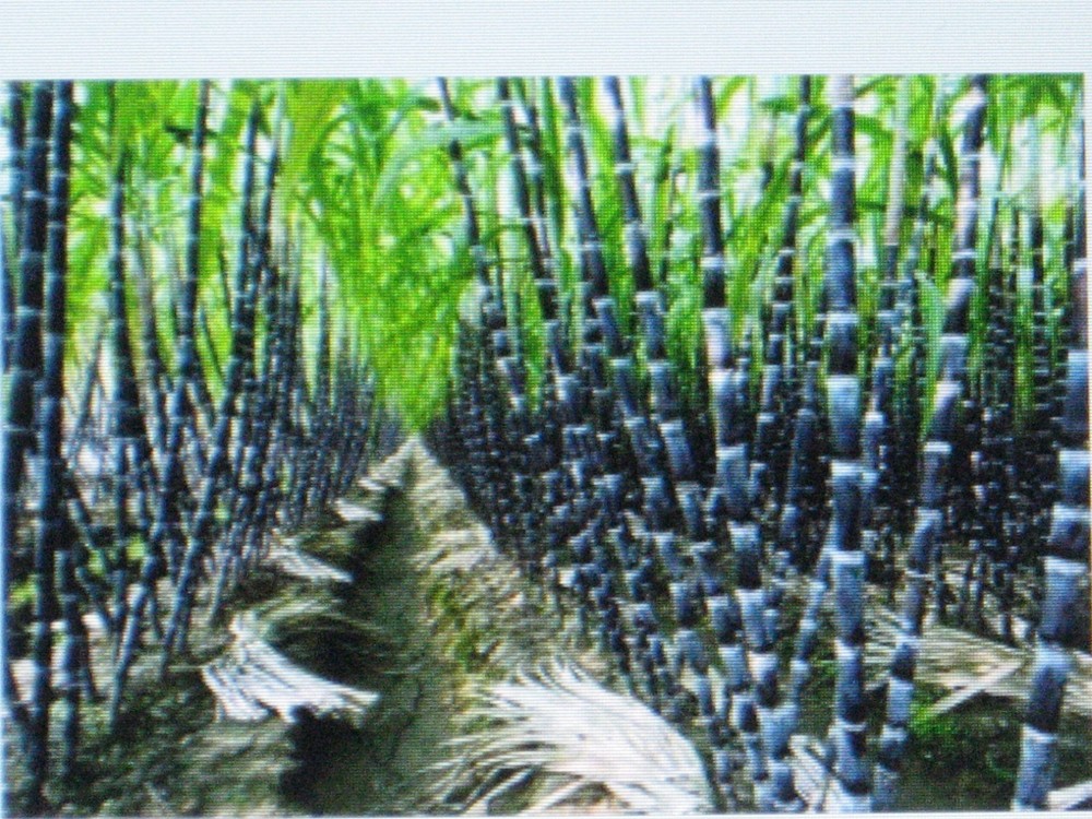 * SUGAR CANE SEEDS *BULK  1000  * RUM * SYRUP * ROCK CANDY * 6-18 FEET TALL