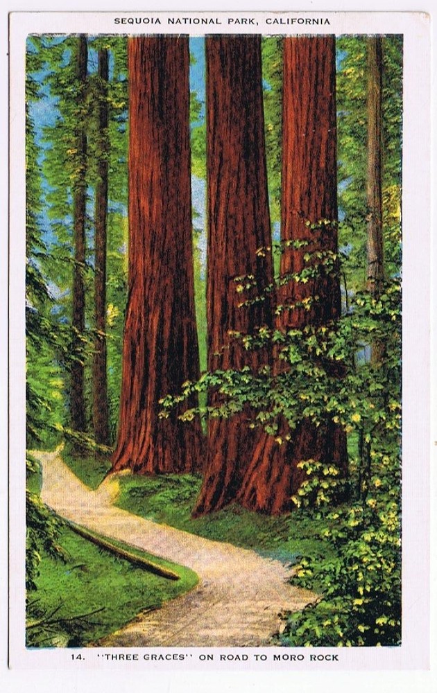 Postcard Three Graces On The Road To Moro Rock Sequoia National Park California