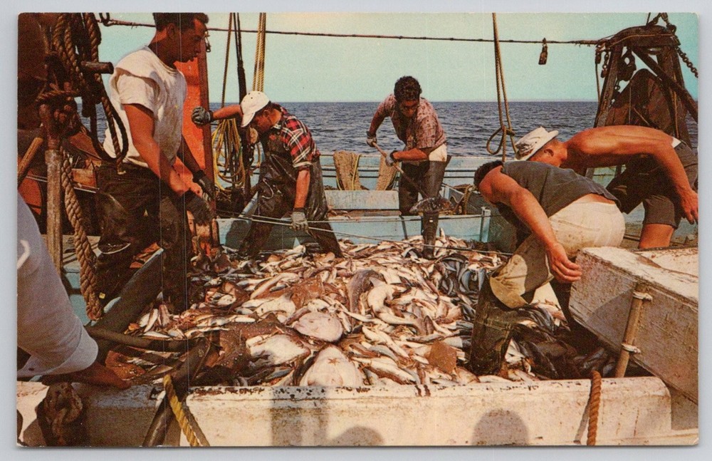 Provincetown Cape Cod Commercial Fishing Boat Sorting Catch Postcard