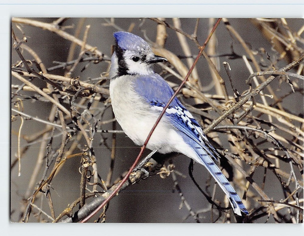 Postcard Little Bird on a Tree Branch