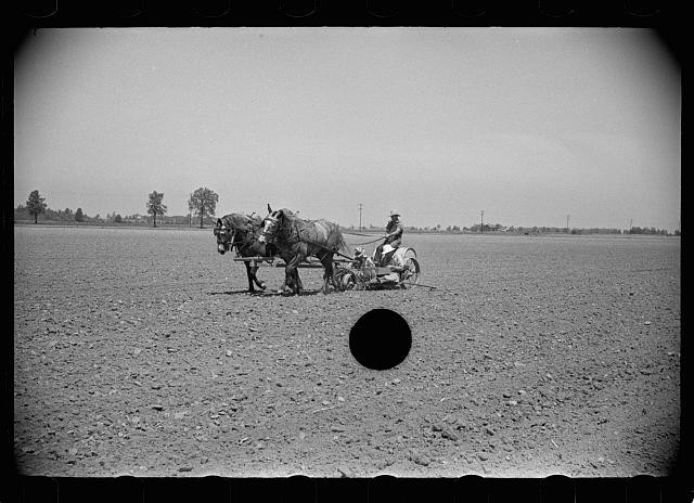 Photo:Wabash Farms Indiana 1938 Horse-Drawn Tomato Planting Field