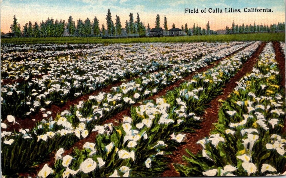 c1910 Blooming Field of Calla Lilies in California Vintage Postcard