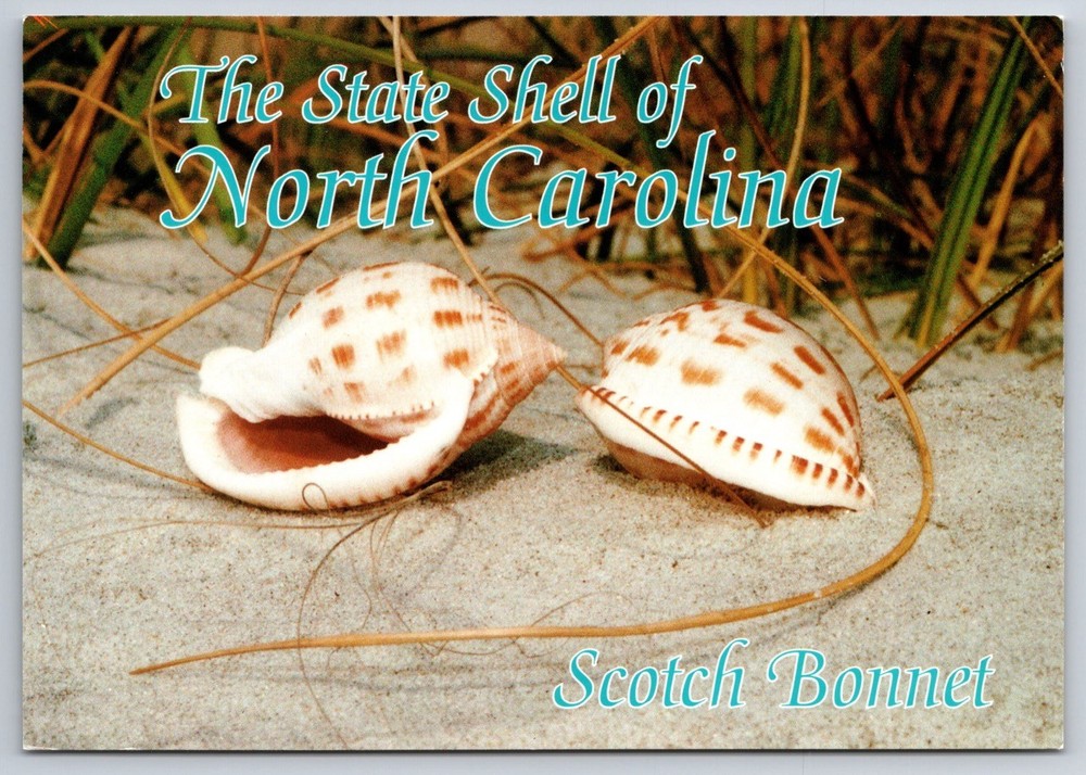 State Shell Scotch Bonnet North Carolina Postcard Marine Snail NC USA Unposted