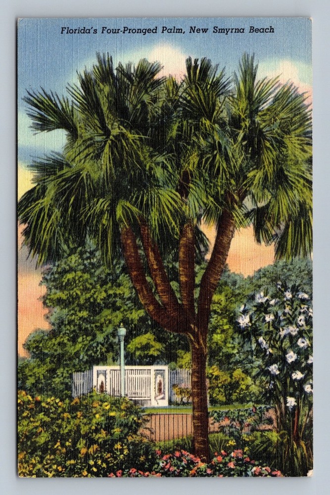 Vintage Linen Postcard Florida's Four-Pronged Palm New Smyrna Beach 1949