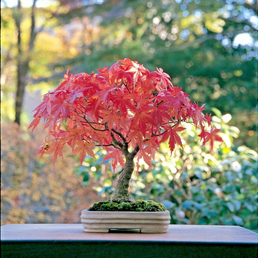 Japanese Maple Bonsai Acer palmatum Japanese maple bonsai live plant & seed bulk-image