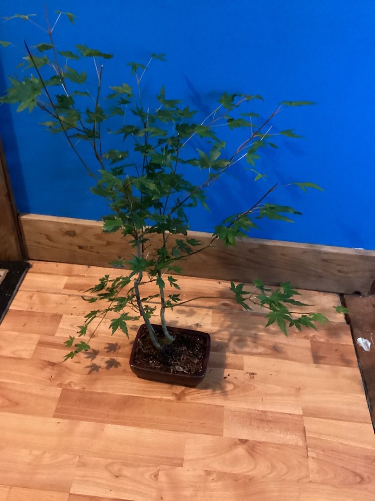 5-Year-Old Japanese Maple Acer Palmatum Bonsai Tree-image