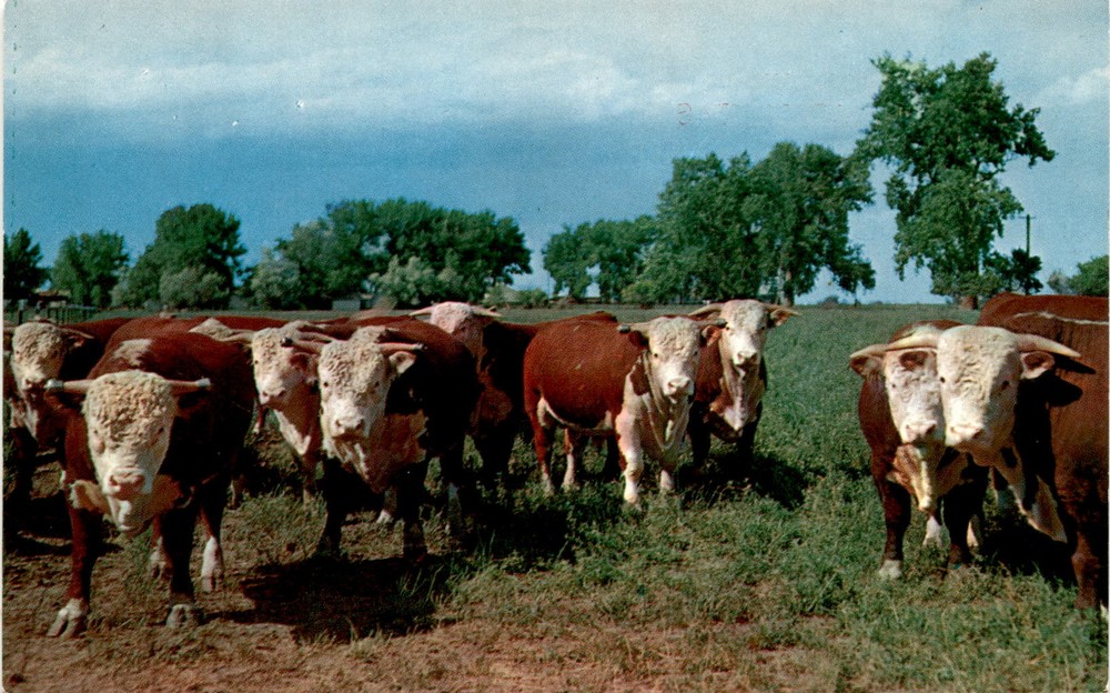 NORMAN, ARKANSAS, PRIZE HERD, NYCECHROME, Ny Postcard