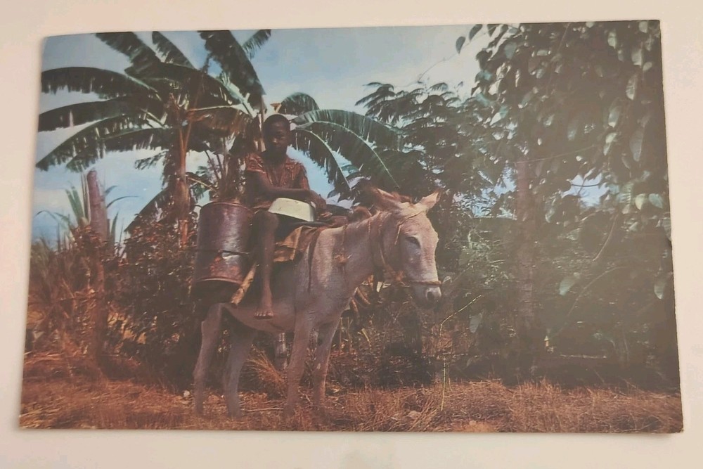 Jamaica West Indies Donkey Tropical Scene Vintage Postcard