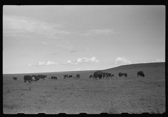 Photo:1930s Bison Herd Prairie Plains Grazing Buffalo Landscape Photo