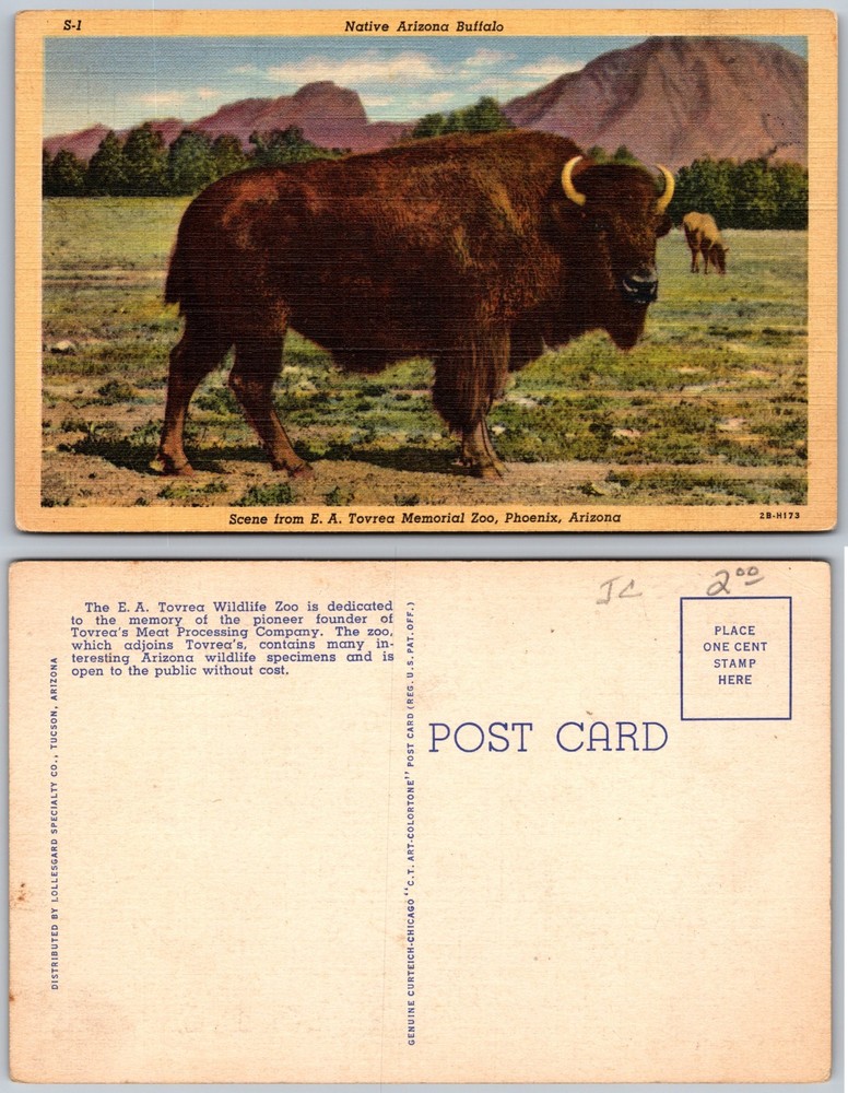 E A Tovrea Memorial Zoo Phoenix Arizona Postcard