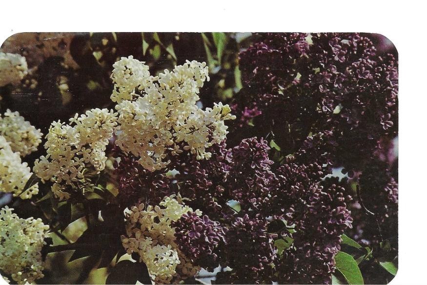 Vintage Chrome Postcard Highland Park Lilacs Rochester NY PM 1958 014030