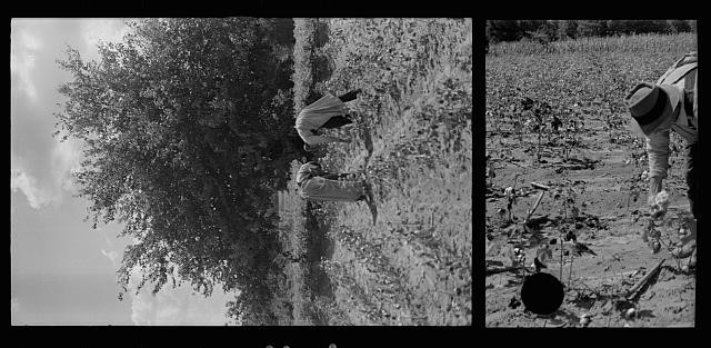 Photo:Pike County Mississippi 1935 Cotton Picking Scene Workers