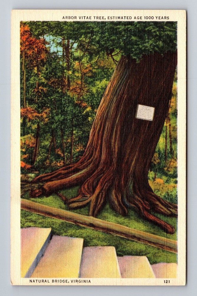 Virginia VA Natural Bridge Arbor Vitae Tree Vintage Postcard