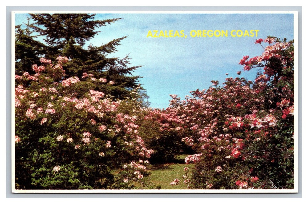 Brookings, OR Oregon, Azalea State Park Coast, Vintage Chrome Postcard