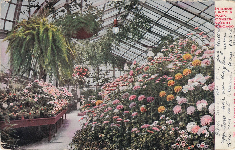 1908 Interior Lincoln Park Conservatory, Chicago, Illinois Posted Postcard