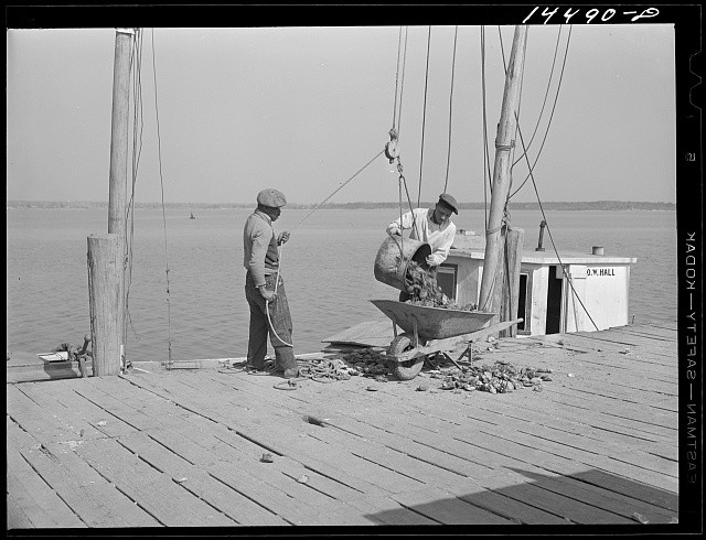 Photo:Rock Point Maryland 1941 Unloading Oysters Dock Workers