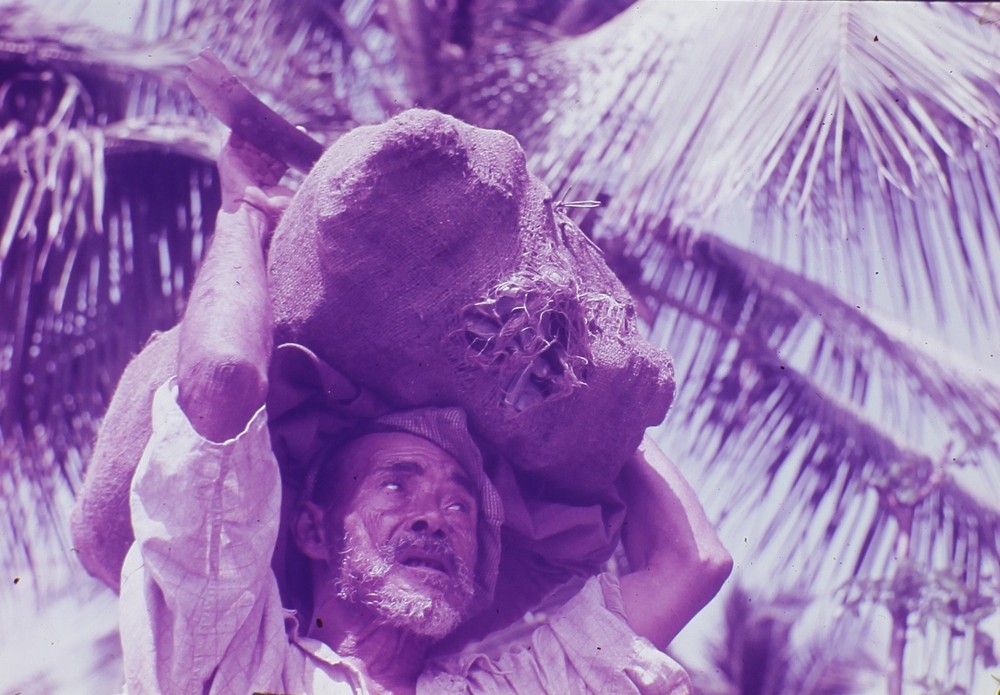 1930s West Indies History Coconut tree 35mm Kodachrome slide photo