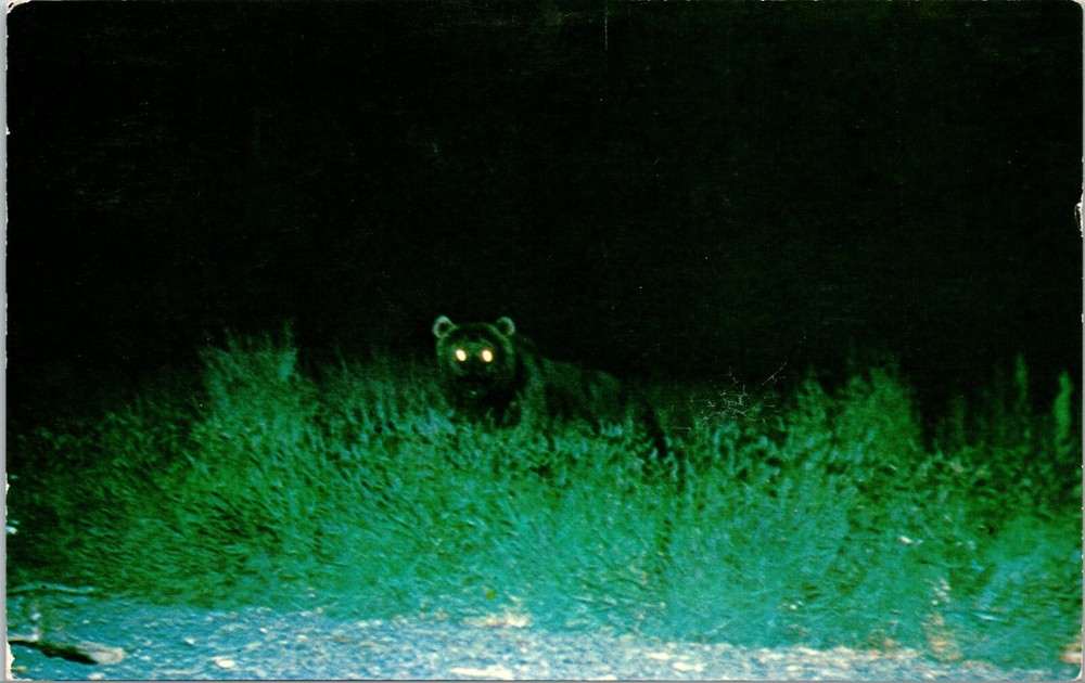 Glowing Eyes of a Kodiak Bear at Night Alaska Vintage Postcard