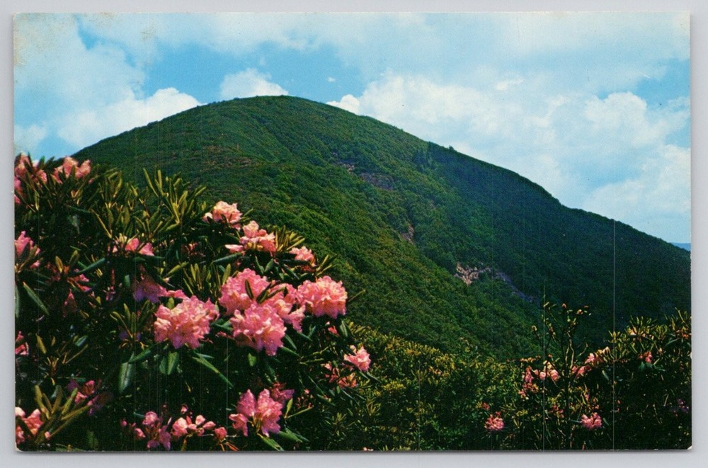 Craggy Dome Craggy Gardens Blue Ridge Parkway NC 1959 Rhododendron Flowers