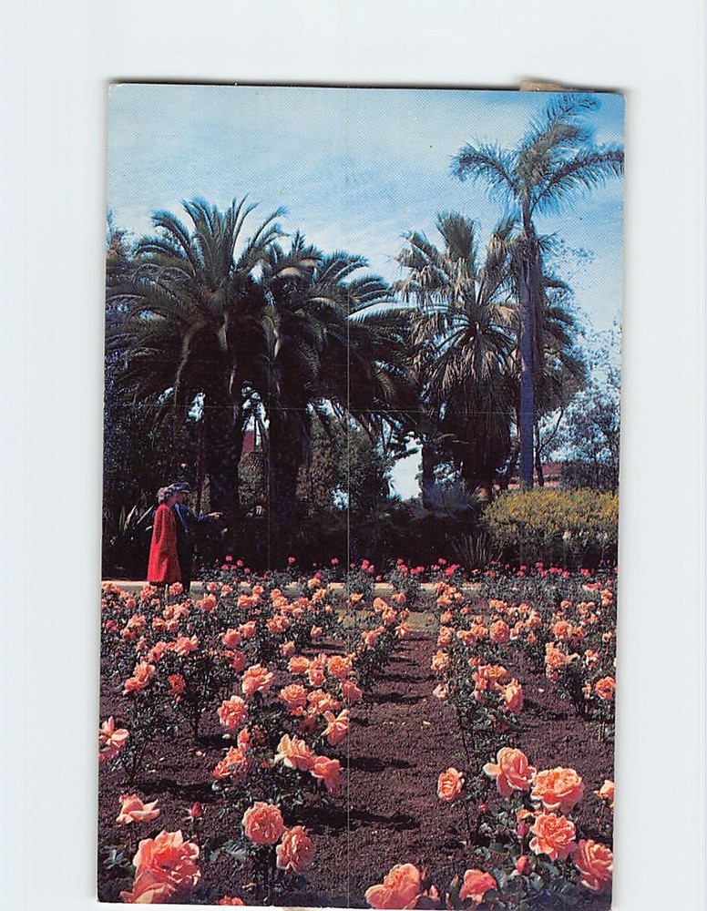 Postcard Exposition Park Los Angeles California USA North America