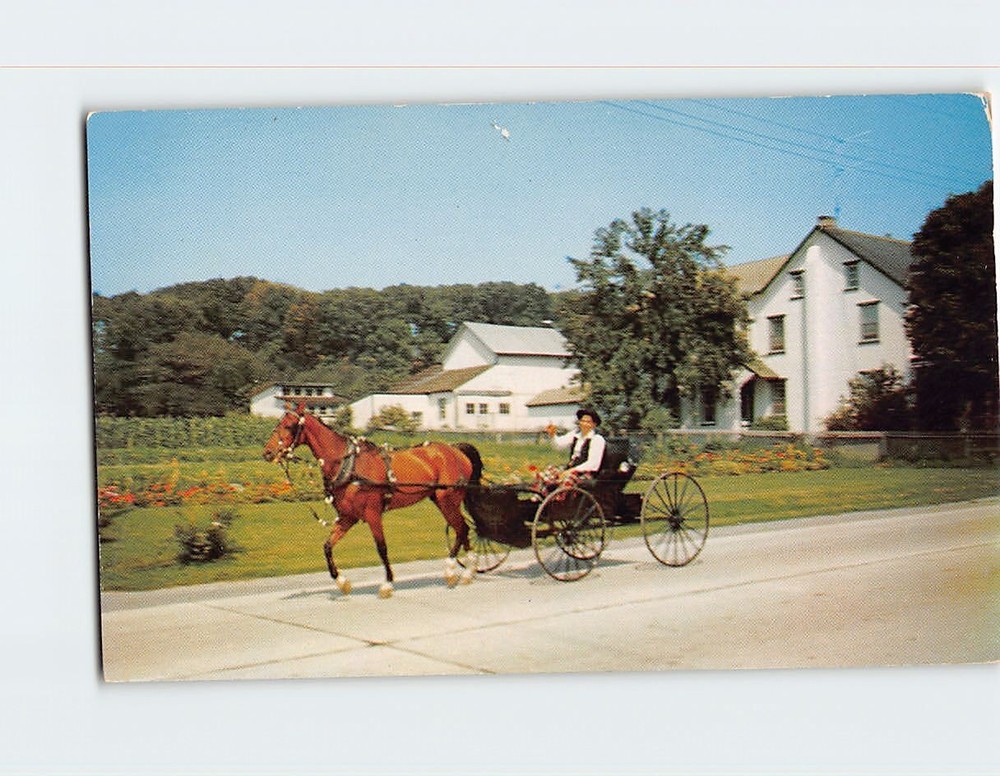 Postcard Amish Boy in His Horse Buggy Pennsylvania USA