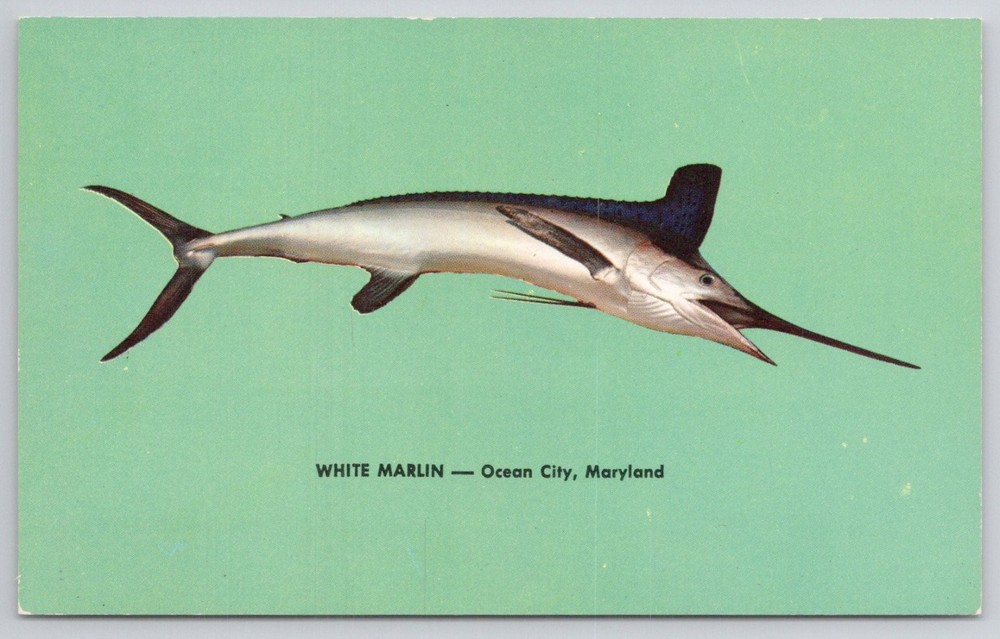 White Marlin Ocean City Maryland Fishing Plastichrome Postcard 1950s