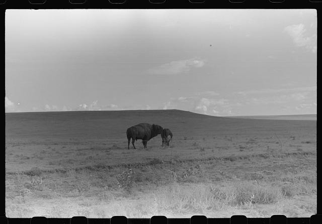 Photo:1930s Bison Grazing on Plains Open Prairie Landscape