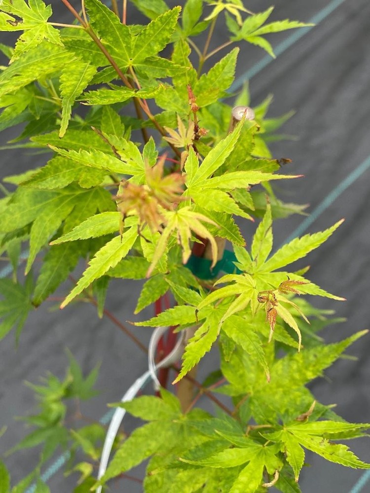 Acer palmatum 'Winter Red' (Winter Red Coral Bark Japanese Maple)-image