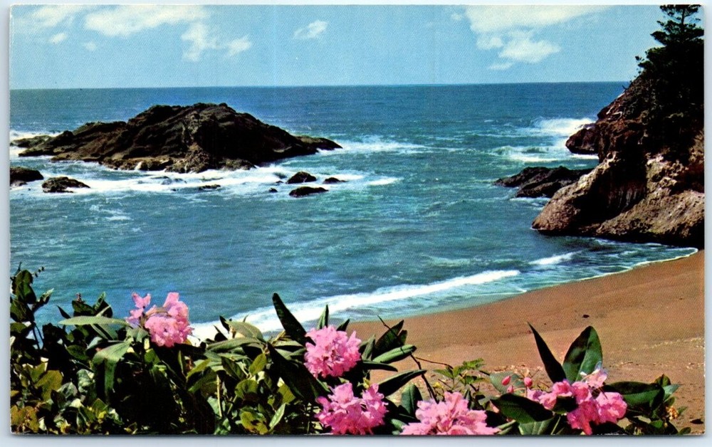 Postcard Rhododendron Blooms Rugged Coast Washington Oregon California USA