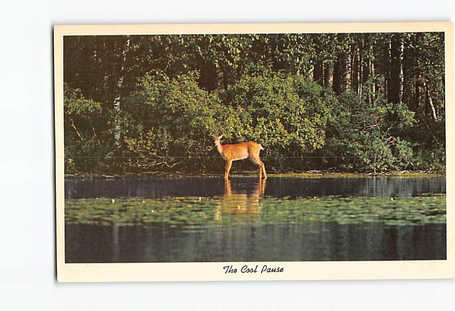 Postcard Deer Near the River/Lake Woods/Forest Mountain