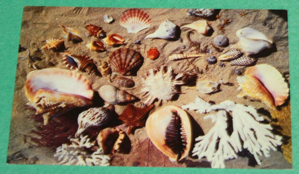 Vintage Travel Postcard Shells From The Coasts Of Florida