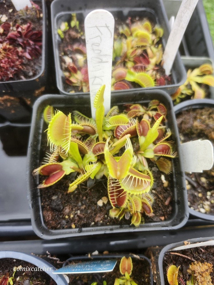 Venus Flytrap CCCP Freddy Kruger Carnivorous Plant (whole pot)