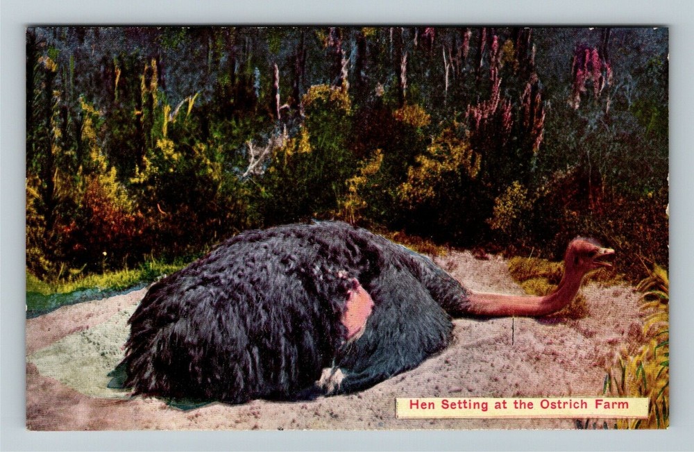Pasadena CA-California, Hen Setting At Ostrich Farm Vintage Souvenir Postcard