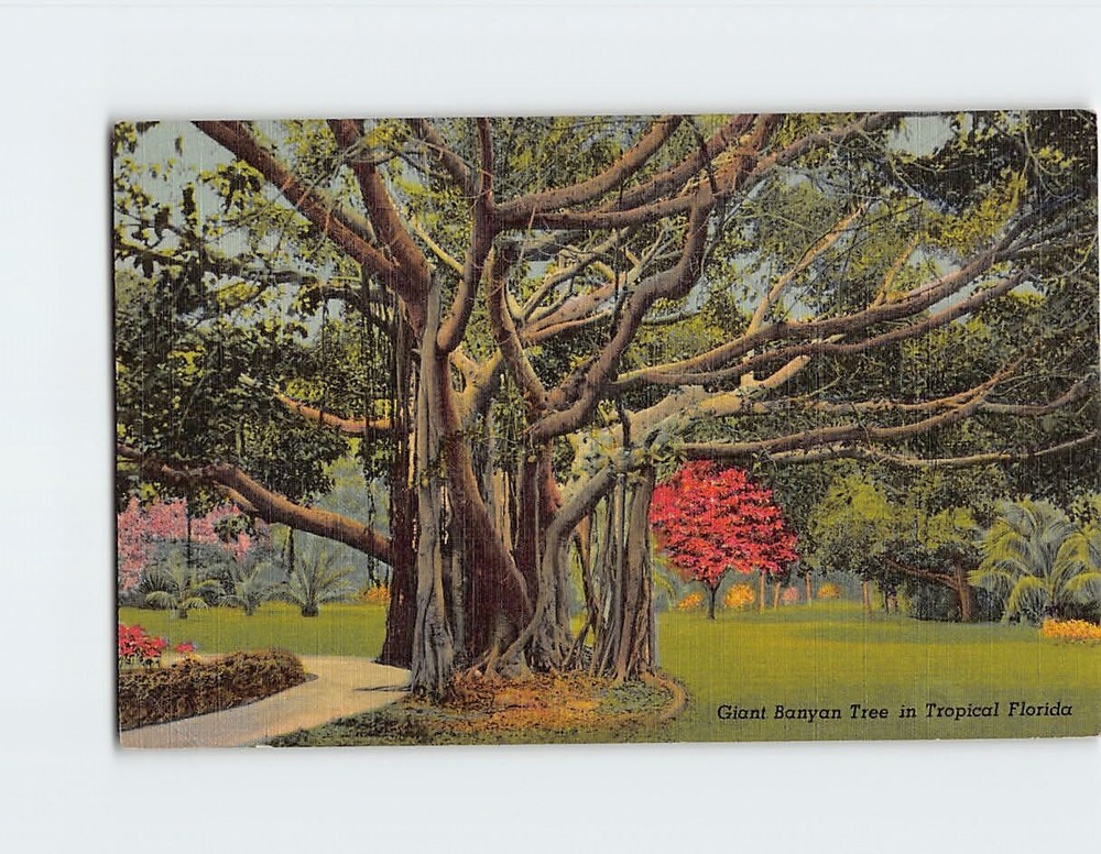 Postcard Giant Banyan Tree In Tropical Florida