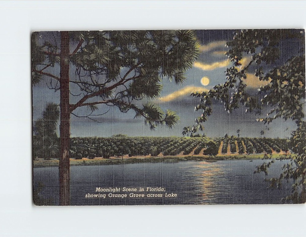 Postcard Moonlight Scene in Florida Showing Orange Grove Across Lake