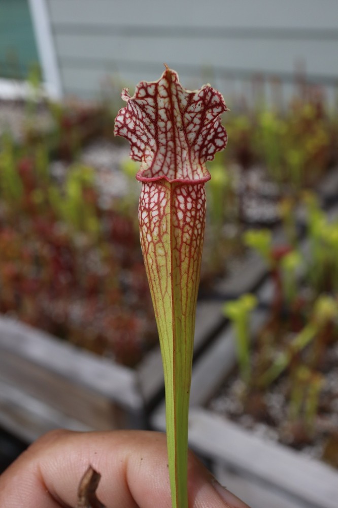 Sarracenia - 🔥🔥 Lightning Thief x Chalice of Malice 🔥🔥