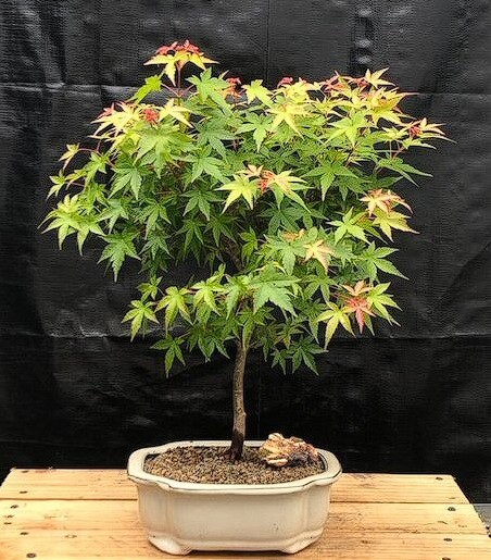 Japanese Maple Bonsai Tree Live Green Dwarf Acer Palmatum Outdoor Plant 16'' in-image