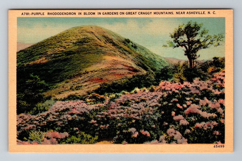 Asheville NC-North Carolina Rhododendron Great Craggy Mountains Vintage Postcard