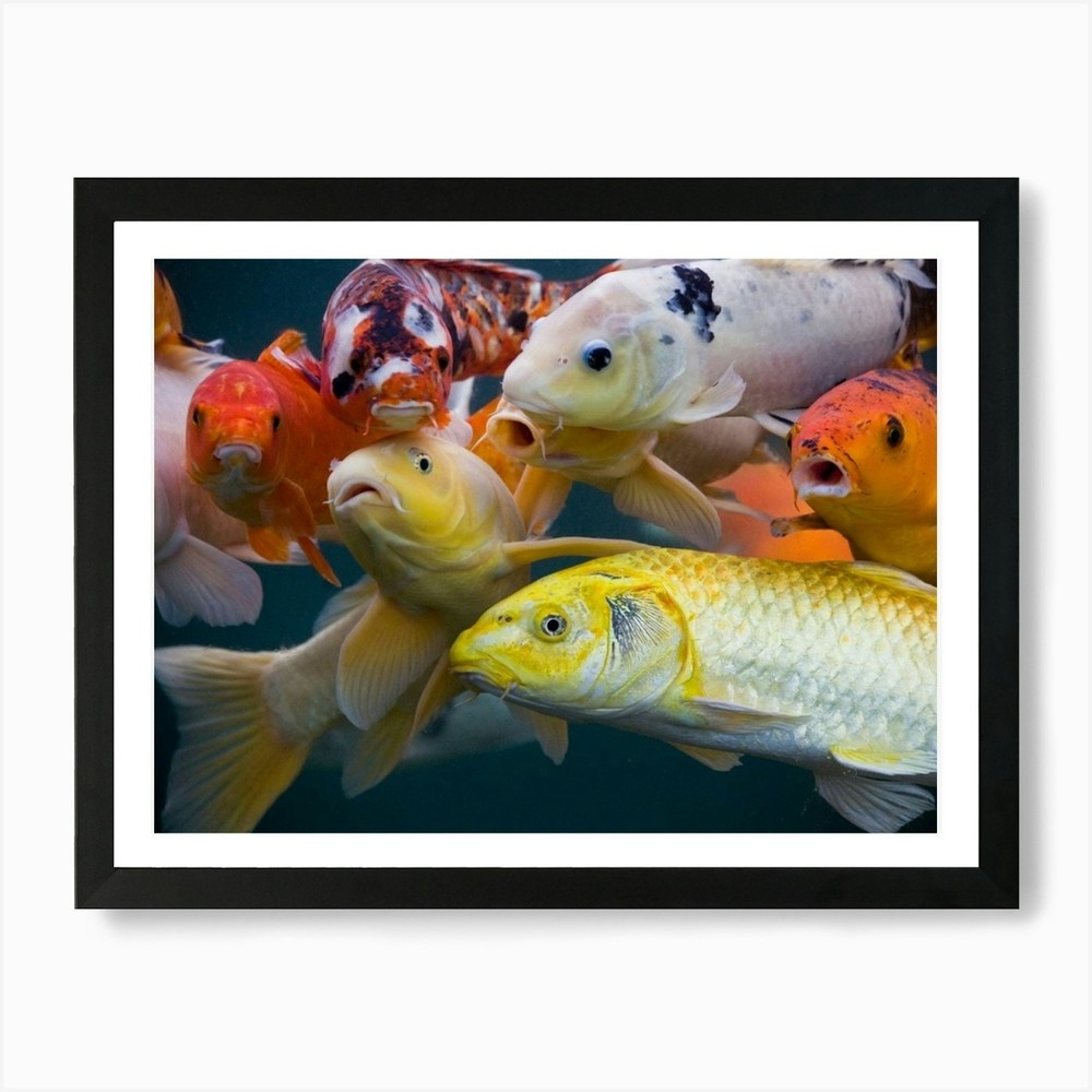 Koi Fish 2 Art Print Framed Wall Art Poster Canvas Print Picture
