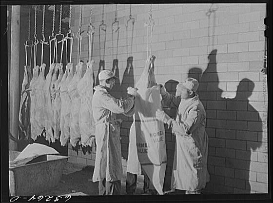 Photo:Putting young veal in sack. Packing plant. Austin, Minnesota