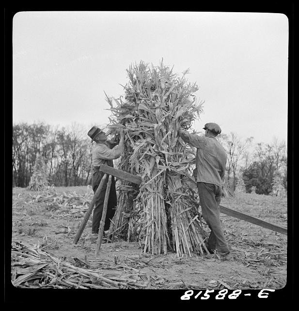 Photo:Coxsackie New York 1941 Corn Shucking on Mambert Farm Men at Work