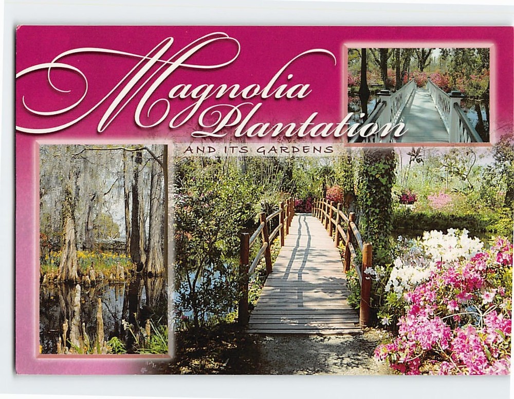 Postcard Magnolia Plantation and its Gardens South Carolina USA