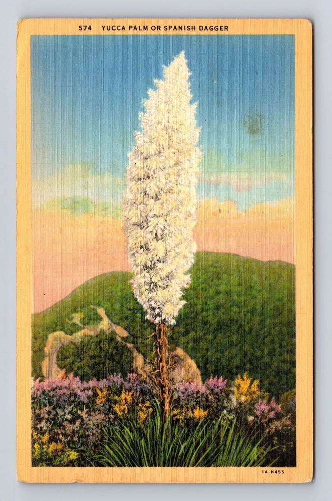 CA-California, Yucca Palm or Spanish Dagger, Antique Vintage c1940 Postcard