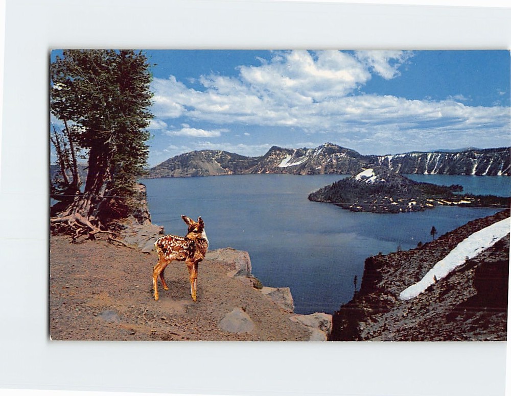 Postcard Deer at Crater Lake Oregon USA