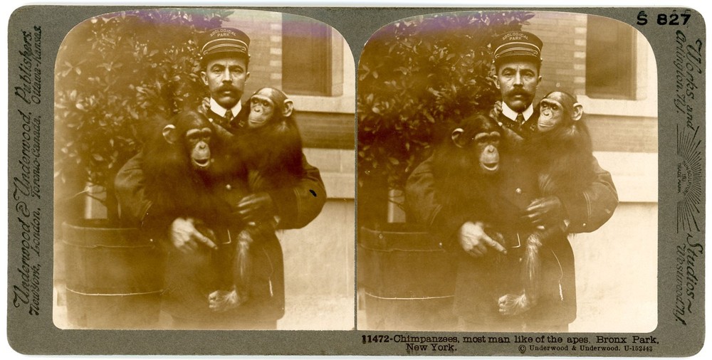 NEW YORK CITY SV - Bronx Park Chimpanzees - Underwood 1900s