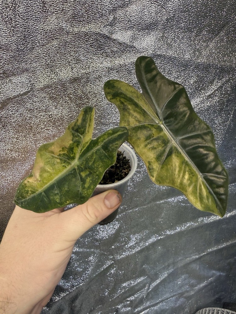 alocasia Pseudo Sanderiana Tri Color Variegated